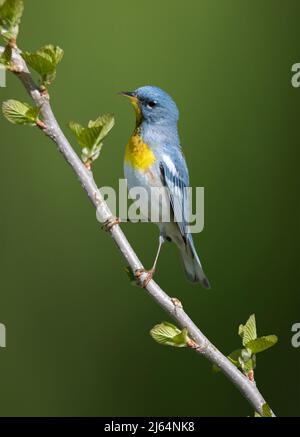 Parula du Nord mâle assis sur la branche avec fond vert Banque D'Images