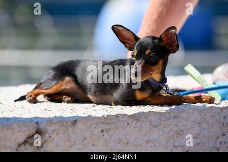 Une magnifique race de chien de Prague se trouve sur le parapet et regarde au loin. Banque D'Images