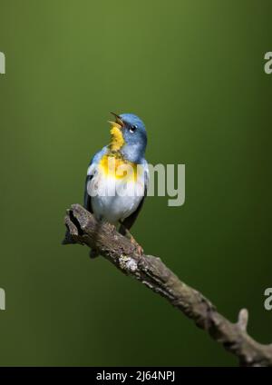 Parula du nord mâle chantant sur la branche avec fond vert Banque D'Images