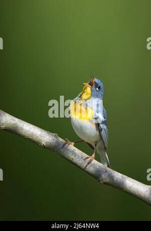 Parula du nord mâle chantant sur la branche avec fond vert Banque D'Images