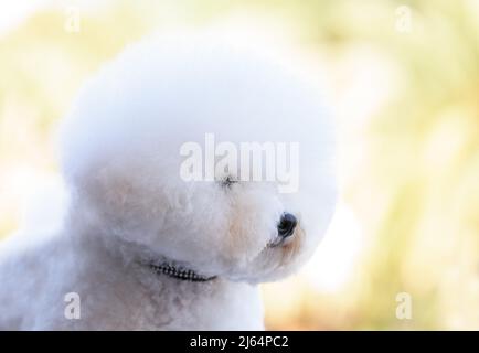 Un chien blanc bien pensé de la race Bichon Frise regarde au loin. Gros plan. Banque D'Images