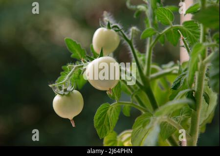 Les tomates non mûres poussent à l'extérieur de la fenêtre de l'appartement, au sixième étage d'un bâtiment de plusieurs étages. Jardinage à la maison, jardin potager à l'extérieur de la fenêtre. Banque D'Images