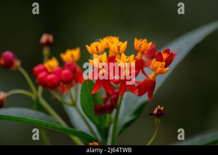 Asclépias curassica fleurs Banque D'Images