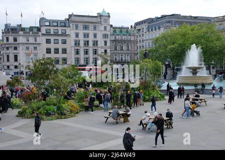 Londres, Royaume-Uni, 27th avril 2022. Trafalgar Square a été transformé en un jardin sauvage de prairie pour lancer la campagne Innocent Drinks Big Rewild, qui cherchera à préserver 2 millions d'hectares de terres. L'installation temporaire remplie de 6 000 plantes et arbres visait également à mettre en évidence les avantages de la flétrissement pour les visiteurs. Crédit : onzième heure Photographie/Alamy Live News Banque D'Images