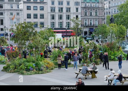 Londres, Royaume-Uni, 27th avril 2022. Trafalgar Square a été transformé en un jardin sauvage de prairie pour lancer la campagne Innocent Drinks Big Rewild, qui cherchera à préserver 2 millions d'hectares de terres. L'installation temporaire remplie de 6 000 plantes et arbres visait également à mettre en évidence les avantages de la flétrissement pour les visiteurs. Crédit : onzième heure Photographie/Alamy Live News Banque D'Images