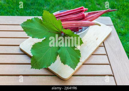 Légumes biologiques fraîchement récoltés gousses d'okra orange Jing Abelmoschus esculentus aka lady's Fingers, aliment de base de l'oa dans l'ingrédient géant de la cuisine du Sud Banque D'Images