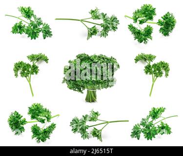 Persil vert frais sur fond blanc Banque D'Images