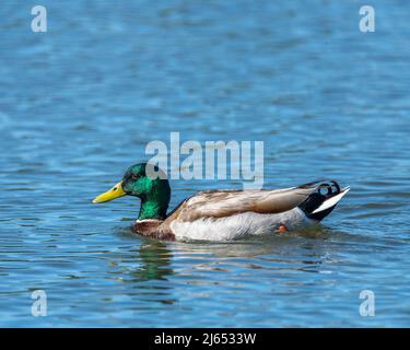 Un canard colvert mâle (Anas platyrhynchos) nage dans un étang de la réserve naturelle du bassin de Sepulveda à Van Nuys, Californie. Banque D'Images