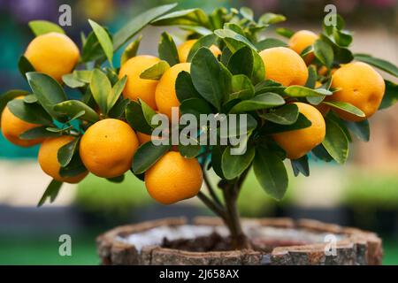 Mandarine miniature dans un pot comme plante maison, avec beaucoup de fruits Banque D'Images