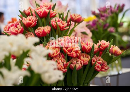 Gros plan de tulipes rouges roses sur le marché des fermiers de jardin, fraîchement cueillis Banque D'Images