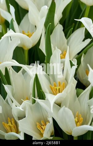 Gros plan de tulipes blanches sur le marché des fermiers de jardin, fraîchement cueillis Banque D'Images