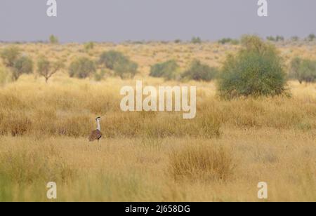 Great Indian Bustard dans l'habitat naturel Banque D'Images