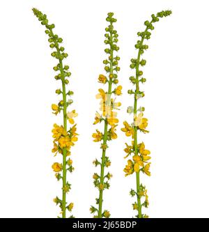 Fleurs jaunes de l'agrimonie commune isolées sur blanc, Agrimonia eupatoria Banque D'Images