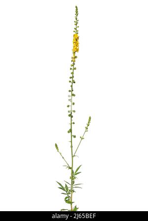 Fleurs jaunes de l'agrimonie commune isolées sur blanc, Agrimonia eupatoria Banque D'Images