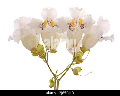 Fleurs blanches de l'arbre de Catalpa isolées sur fond blanc Banque D'Images