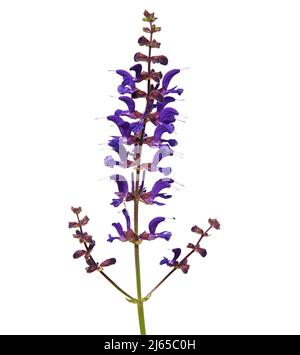 Plante en fleurs de la prairie ou sauge de prairie avec des fleurs violettes. Salvia pratensis Banque D'Images