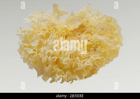 Neige sèche ou champignon blanc, Tremella fuciformis, isolé sur blanc Banque D'Images