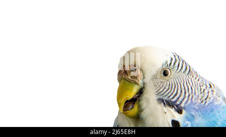 Portrait. Un oiseau malade. Le museau d'un bourgeon sur fond blanc. L'animal de compagnie est malsain. Isoler. Malaise des oiseaux. Banque D'Images