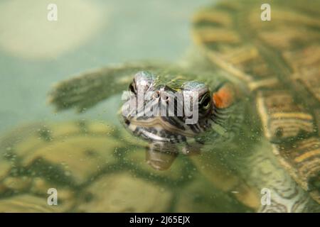 Une tortue domestique aux oreilles rouges dans un aquarium, qui colle sa tête hors du dessous de la surface de l'eau. Animaux de compagnie dans l'aquarium. Banque D'Images