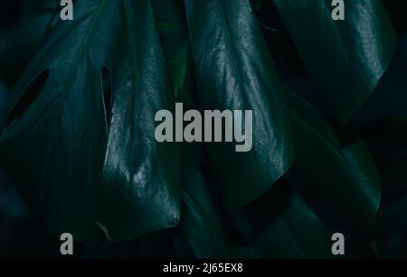 Monstera laisse en gros plan dans des couleurs sombres. Banque D'Images