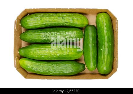 Concombres frais, dans un plateau en carton petits fruits de concombre, jeunes et entiers, croquants et prêts à manger. Cucumis sativus, un légume. Banque D'Images