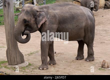 Éléphant indien dans le zoo. Photo avec l'éléphant d'asie. Banque D'Images