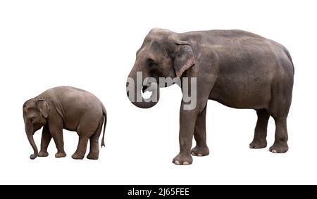 Éléphant indien avec photo isolée de bébé. Photo avec la famille des éléphants d'asie. Banque D'Images