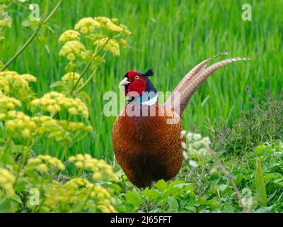 Pheasant Phasianus colchicus mâle dans le plumage printanier de Norfolk Banque D'Images