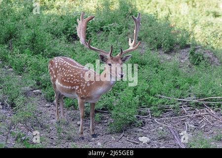 Spécimen mâle de cerf de Virginie européen, Dama dama, Cervidae Banque D'Images