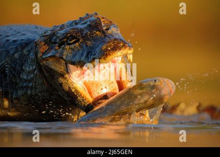Crocodile Yacaare Caiman, avec des poissons dans le soleil du soir, animal dans l'habitat de la nature, scène d'alimentation d'action, Pantanal, Brésil Banque D'Images