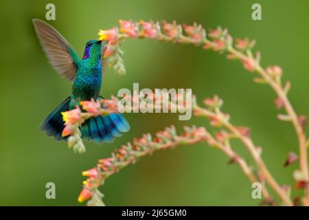 Hummingbird Green Violet-Ear, Colibri thalassinus, flanquant à côté de belle fleur jaune orange ping dans l'habitat naturel, oiseau de la montagne tropicale f Banque D'Images