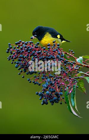 Siskin à ventre jaune, Carduelis xanthogastra, oiseau tropical jaune et noir mangeant des fruits bleus et rouges dans l'habitat naturel, Savegre, action alimentaire Banque D'Images