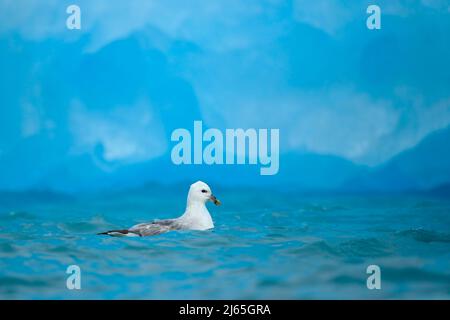 Fulmar du Nord, Fulmarus glacialis, oiseau blanc dans l'eau bleue, glace bleu foncé en arrière-plan, animal dans l'habitat naturel arctique, Svalbard, NOR Banque D'Images