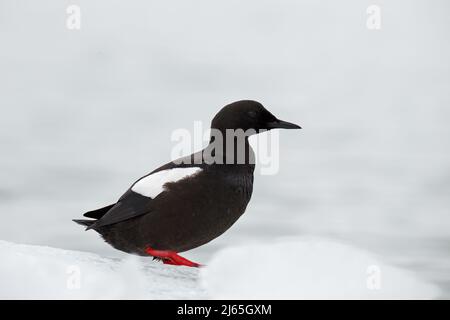 Guillemot noir, Cepphus grylle, oiseau d'eau noir aux pattes rouges, assis sur la glace avec de la neige, animal dans l'habitat naturel, scène d'hiver, Svalbard, N Banque D'Images