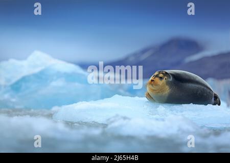 Phoque barbu, animal marin couché sur la glace dans l'Arctique Svalbard, scène froide d'hiver avec l'océan, montagne sombre floue en arrière-plan, Norvège Banque D'Images