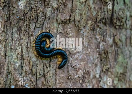Millipede géant sur une écorce d'arbre, Zanzibar, Tanzanie Banque D'Images