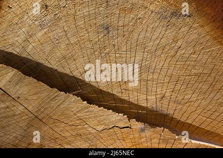 Texture du bois dans la section avec fissures. Arrière-plan rapproché avec un grand renfoncement à travers l'arbre. Banque D'Images