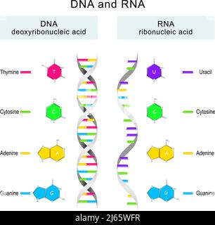 Spirale d'ADN et d'ARN. Différences dans la structure des molécules d'ADN et d'ARN. Icônes et illustrations vectorielles informagraphiques. Illustration de Vecteur