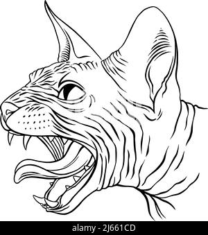 Portrait de chat Sphinx. Illustration vectorielle Illustration de Vecteur