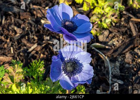 Anemone coronaria 'Hollandia' plante bulbeuse à fleurs printanières avec une fleur de printemps bleue, image de stock photo Banque D'Images