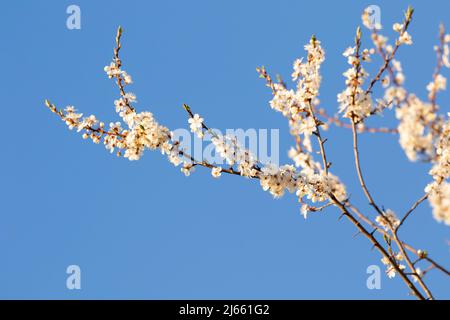 Branches florissantes de la damson, Prunus insititia contre ciel bleu clair Banque D'Images