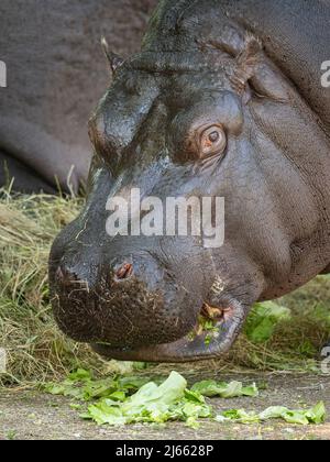 Portrait en gros plan d'un hippopotame (Hippopotamus amphibius) dans un zoo (Vienne, Autriche) Banque D'Images