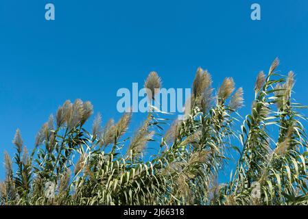 Roseau géante contre ciel dégagé Banque D'Images