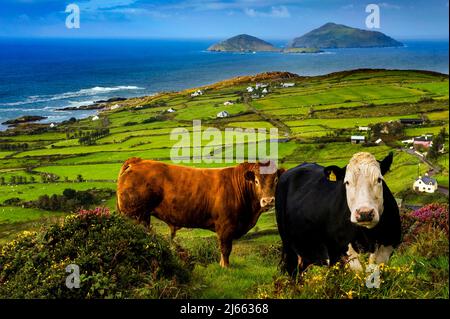 Bétail se tenant au-dessus de l'anneau de Derrynane Bay de Kerry, comté de Kerry, Irlande, Banque D'Images