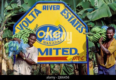 Ghana, New Akrade; deux hommes sur une plantation de bananes du commerce équitable posant devant la plaque signalétique. Banque D'Images
