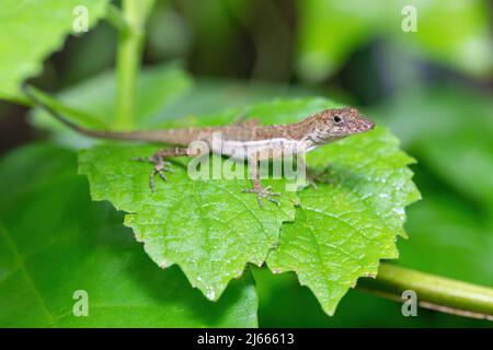Petit lézard forestier endémique Anolis polylepis, l'anole à plusieurs échelle ou l'anole Golfo-Dulce, la faune de Quepos Costa Rica Banque D'Images