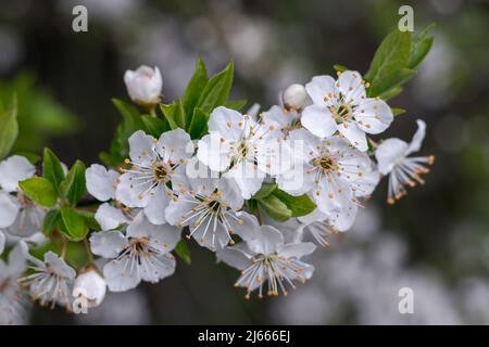 Belles fleurs blanches sur une branche de cerisier contre un jardin flou. Photographie macro. Arrière-plan de la nature Banque D'Images