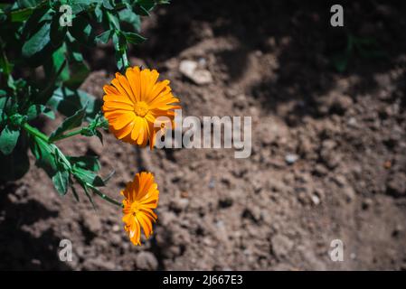 Calendula officinalis aux pétales d'orange. Pot de fleurs marigolées de couleur jaune chaude dans le jardin Banque D'Images