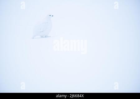 Ptarmigan en hiver plumage dans la neige, Kuusamo , Finlande Banque D'Images