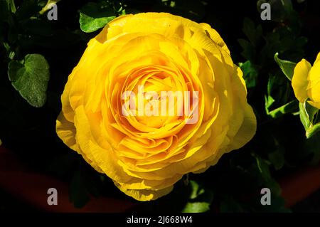 Perse Buttercup, Ranunculus asiticus, floraison à Pruhonice, République tchèque, le 27 avril 2022. (CTK photo/Libor Sojka) Banque D'Images